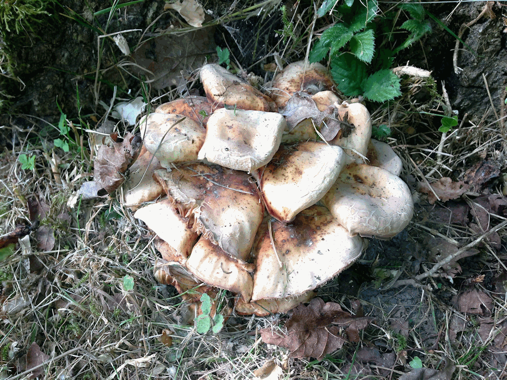 Fungal Growth on Old Diseased Stump