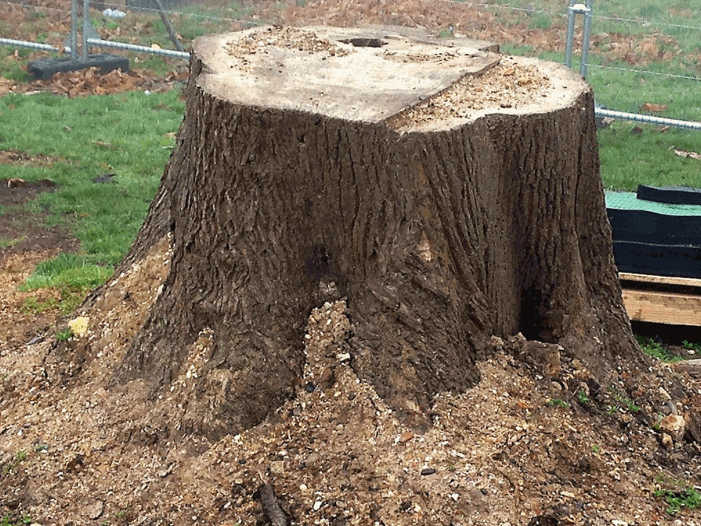 Large Tree Stump - To be removed from Building Site, requiring chain saw use first